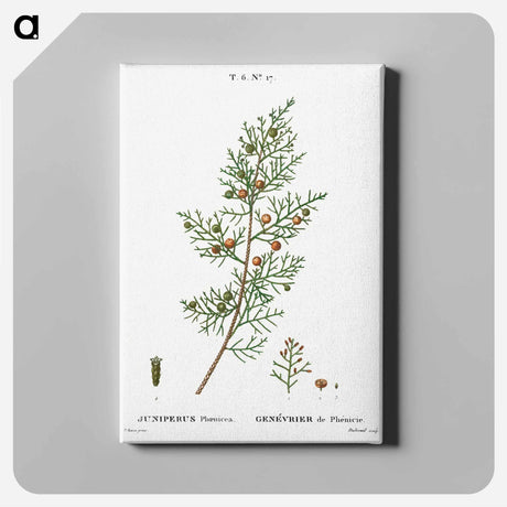 アートパネル-Phoenicean juniper, Juniperus phoenicea - ピエール ジョゼフ ルドゥーテ Canvas.