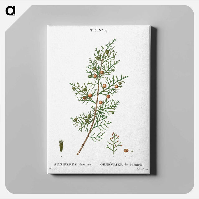 アートパネル-Phoenicean juniper, Juniperus phoenicea - ピエール ジョゼフ ルドゥーテ Canvas.