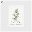 アートポストカード-Phoenicean juniper, Juniperus phoenicea - ピエール ジョゼフ ルドゥーテ Postcard.