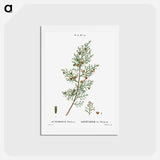 アートポストカード-Phoenicean juniper, Juniperus phoenicea - ピエール ジョゼフ ルドゥーテ Postcard.