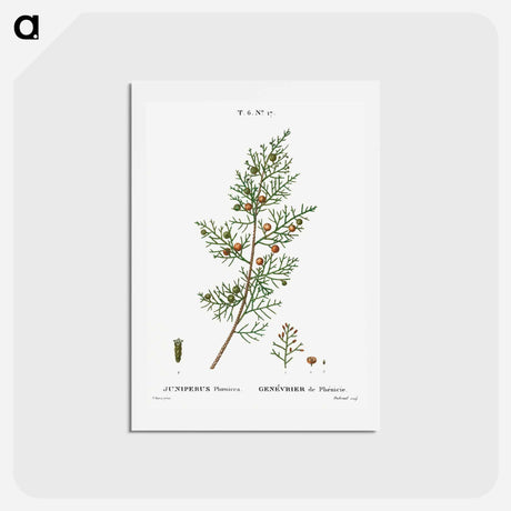 アートポストカード-Phoenicean juniper, Juniperus phoenicea - ピエール ジョゼフ ルドゥーテ Postcard.