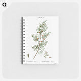 Phoenicean juniper, Juniperus phoenicea - ピエール ジョゼフ ルドゥーテ Memo.