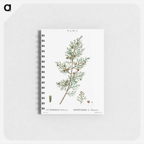 アートメモ帳-Phoenicean juniper, Juniperus phoenicea - ピエール ジョゼフ ルドゥーテ Memo.