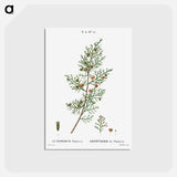 アートポストカード-Phoenicean juniper, Juniperus phoenicea - ピエール ジョゼフ ルドゥーテ Postcard.