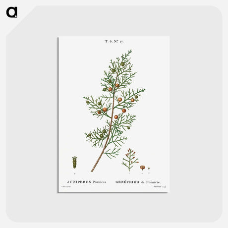 アートポストカード-Phoenicean juniper, Juniperus phoenicea - ピエール ジョゼフ ルドゥーテ Postcard.