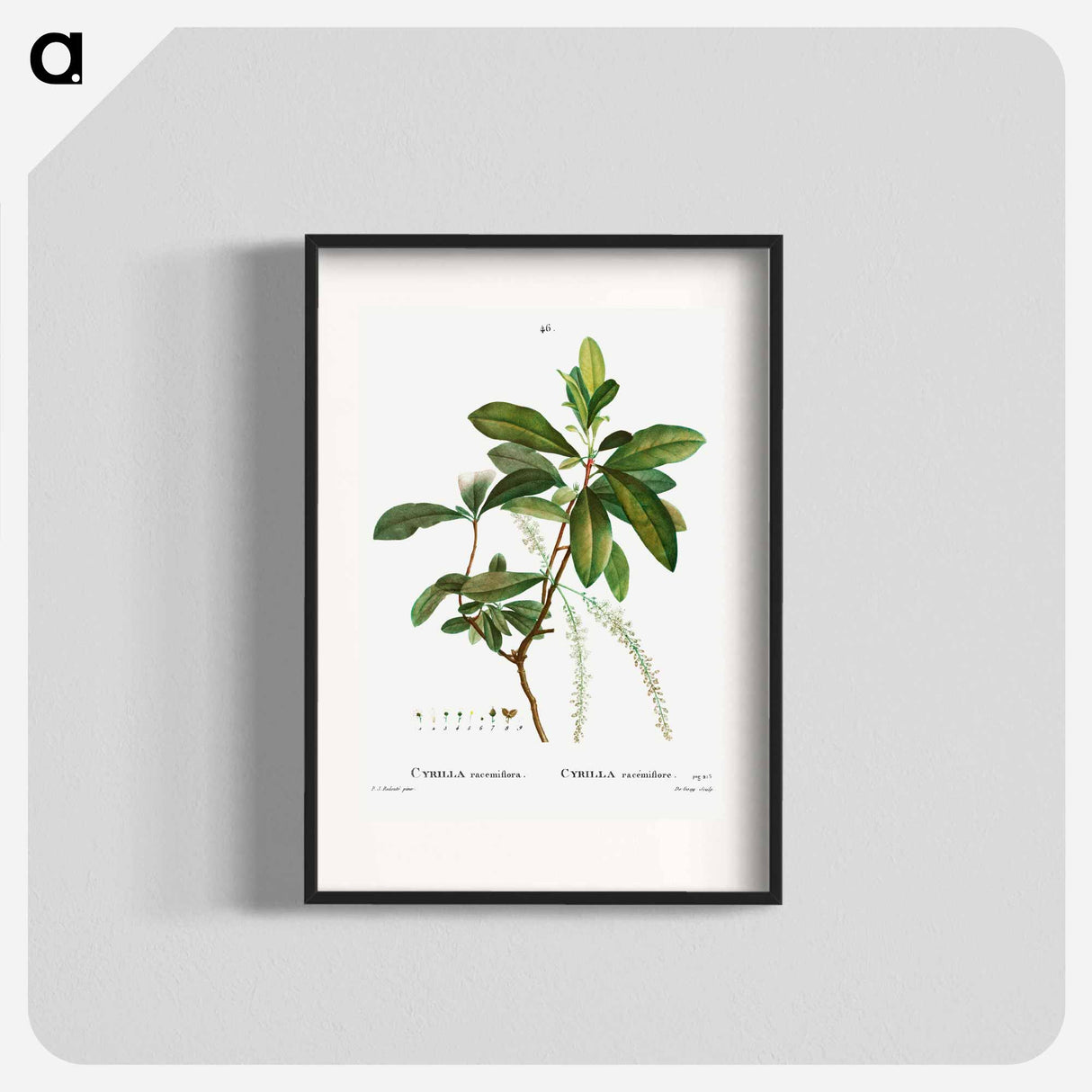 Swamp titi - Pierre Joseph Redouté Poster.