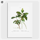 Swamp titi - Pierre Joseph Redouté Poster.