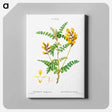 アートパネル-Cytisus Wolgaricus (Cytise du Wolga) - ピエール ジョゼフ ルドゥーテ Canvas.