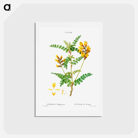 アートポストカード-Cytisus Wolgaricus (Cytise du Wolga) - ピエール ジョゼフ ルドゥーテ Postcard.