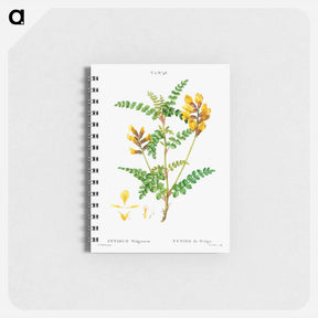 アートメモ帳-Cytisus Wolgaricus (Cytise du Wolga) - ピエール ジョゼフ ルドゥーテ Memo.