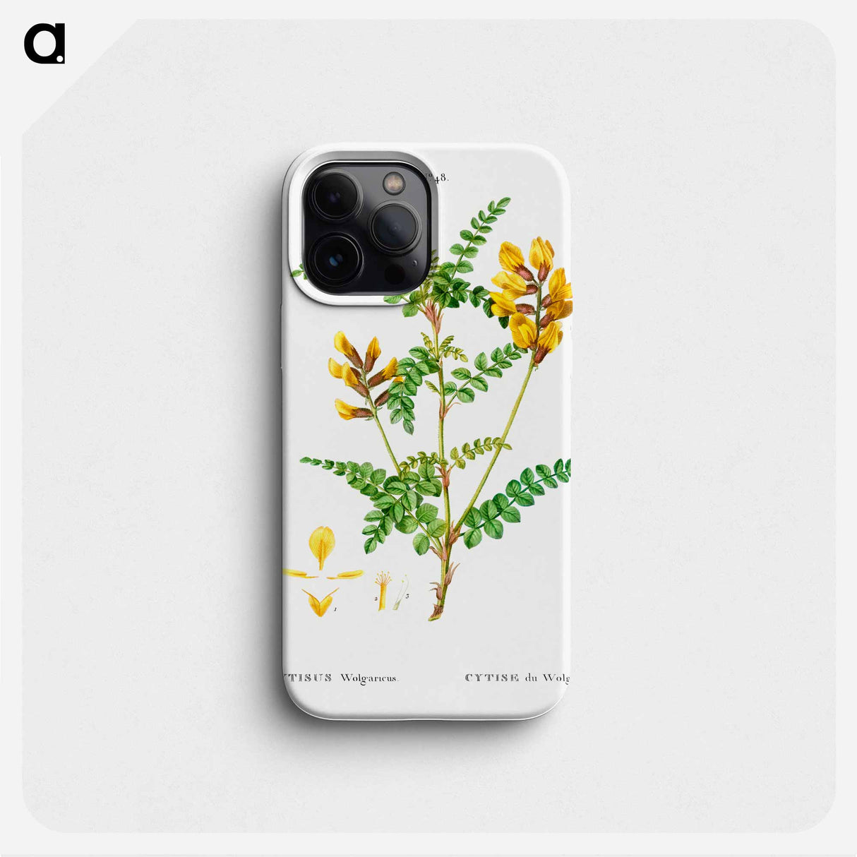 Cytisus Wolgaricus (Cytise du Wolga) - Pierre Joseph Redouté Phone Case.