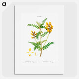 Cytisus Wolgaricus (Cytise du Wolga) - Pierre-Joseph Redouté Poster.