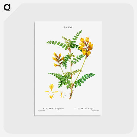 アートポストカード-Cytisus Wolgaricus (Cytise du Wolga) - ピエール ジョゼフ ルドゥーテ Postcard.