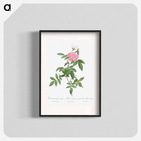 アートポスター-Boursault Rose - ピエール ジョゼフ ルドゥーテ Poster.