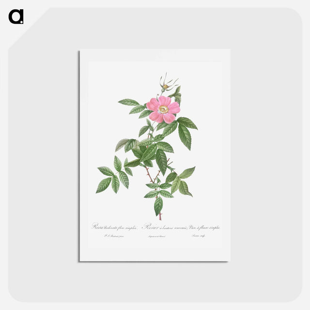 アートポストカード-Boursault Rose - ピエール ジョゼフ ルドゥーテ Postcard.