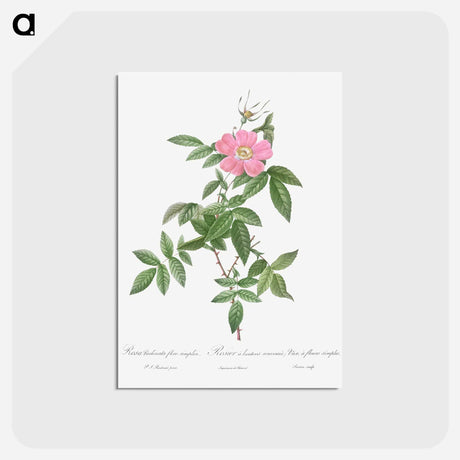 アートポストカード-Boursault Rose - ピエール ジョゼフ ルドゥーテ Postcard.