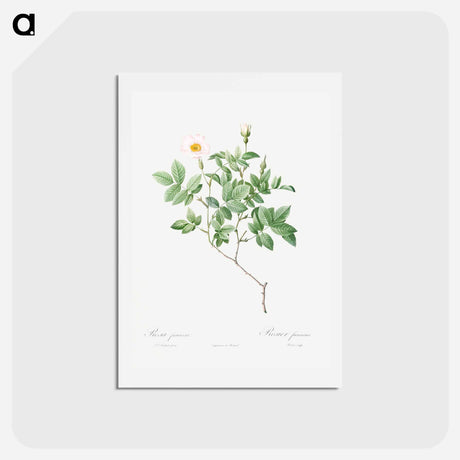 アートポストカード-Farinose Rose - ピエール ジョゼフ ルドゥーテ Postcard.