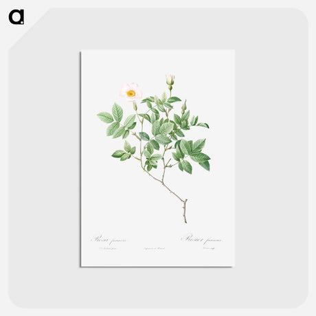 アートポストカード-Farinose Rose - ピエール ジョゼフ ルドゥーテ Postcard.