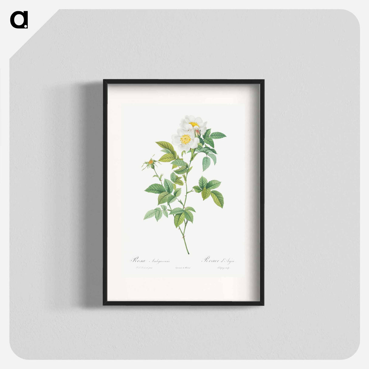 Field Rose - Pierre Joseph Redouté Poster.