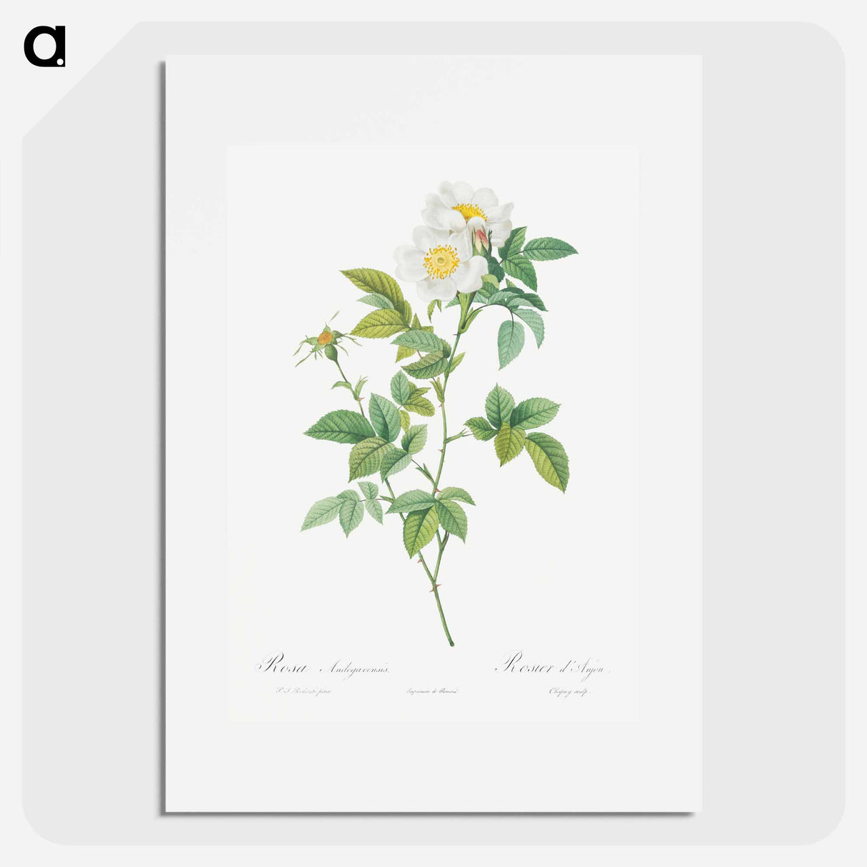 Field Rose - Pierre Joseph Redouté Poster.