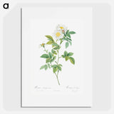 Field Rose - Pierre Joseph Redouté Poster.