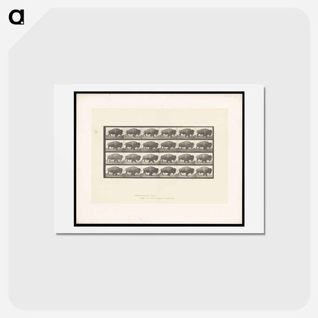 アートポストカード-Buffalo Walking
 - エドワード マイブリッジ Postcard.