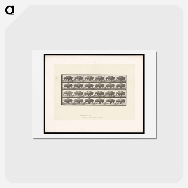 アートポストカード-Buffalo Walking
 - エドワード マイブリッジ Postcard.
