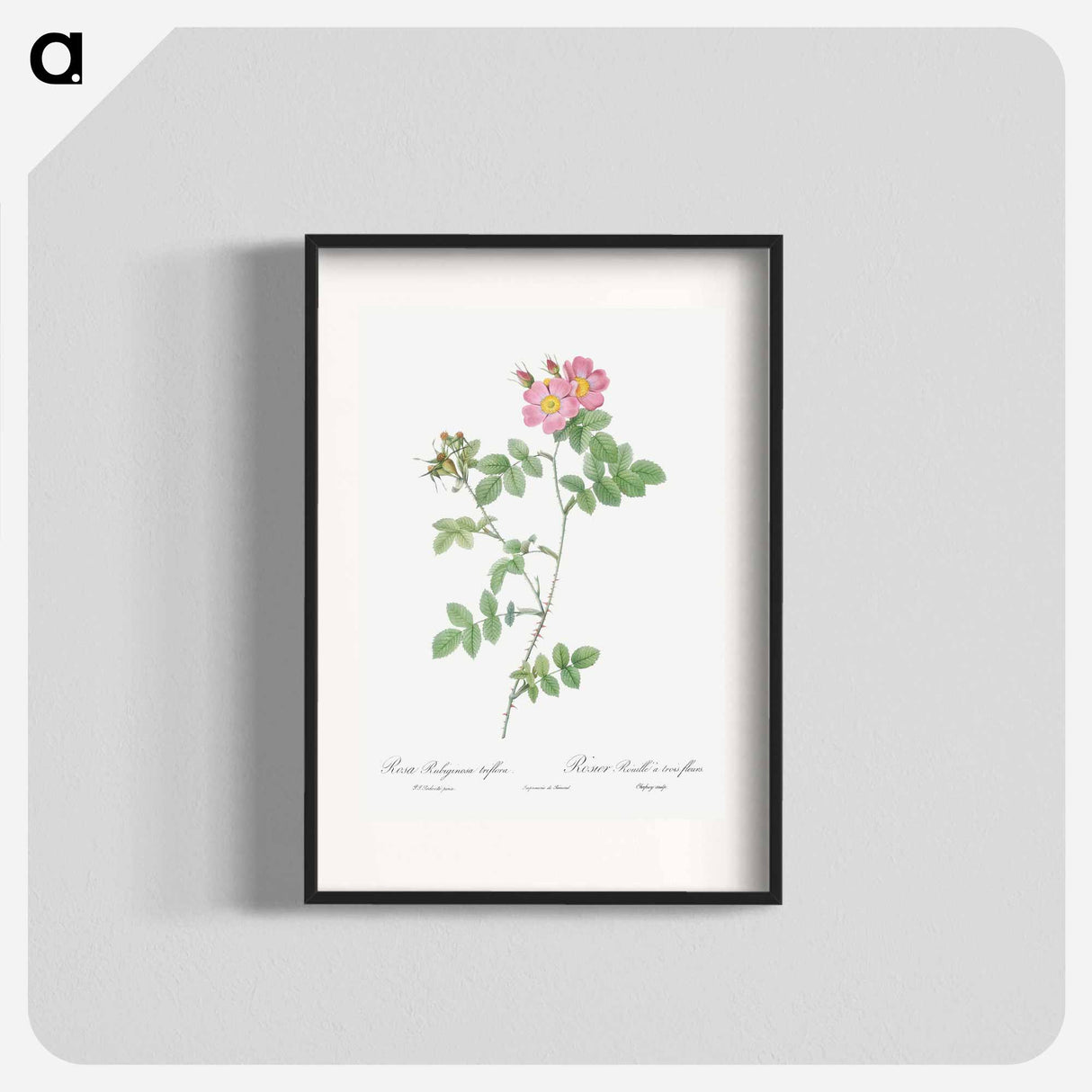 Sweetbriar - Pierre Joseph Redouté Poster.