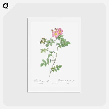 アートポストカード-Sweetbriar - ピエール ジョゼフ ルドゥーテ Postcard.