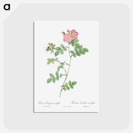 アートポストカード-Sweetbriar - ピエール ジョゼフ ルドゥーテ Postcard.