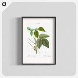 Poison ivy - Pierre Joseph Redouté Poster.