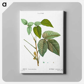 アートパネル-Poison ivy - ピエール ジョゼフ ルドゥーテ Canvas.