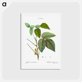 アートポストカード-Poison ivy - ピエール ジョゼフ ルドゥーテ Postcard.