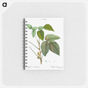 アートメモ帳-Poison ivy - ピエール ジョゼフ ルドゥーテ Memo.