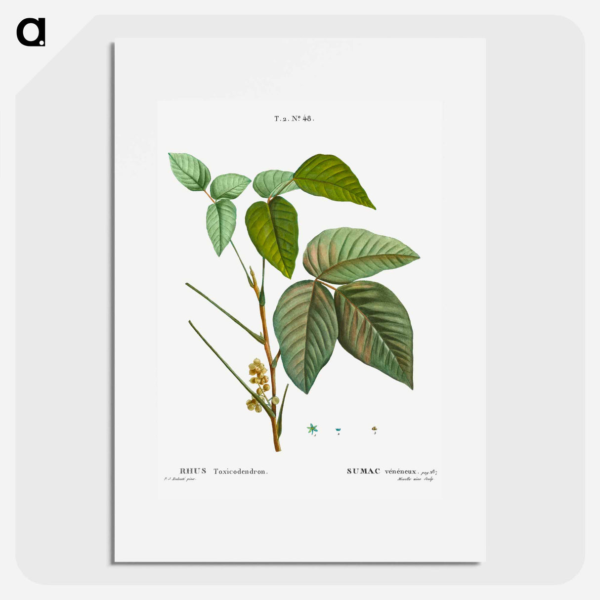 Poison ivy - Pierre Joseph Redouté Poster.
