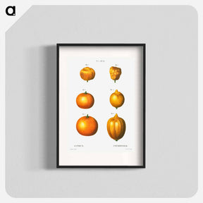 アートポスター-6 types of oranges - ピエール ジョゼフ ルドゥーテ Poster.