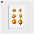 アートポストカード-6 types of oranges - ピエール ジョゼフ ルドゥーテ Postcard.