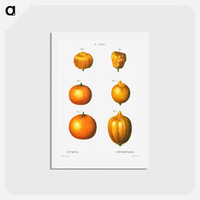 アートポストカード-6 types of oranges - ピエール ジョゼフ ルドゥーテ Postcard.