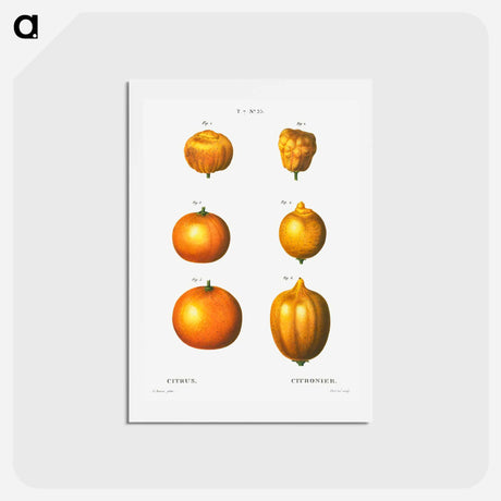 アートポストカード-6 types of oranges - ピエール ジョゼフ ルドゥーテ Postcard.