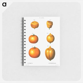 アートメモ帳-6 types of oranges - ピエール ジョゼフ ルドゥーテ Memo.