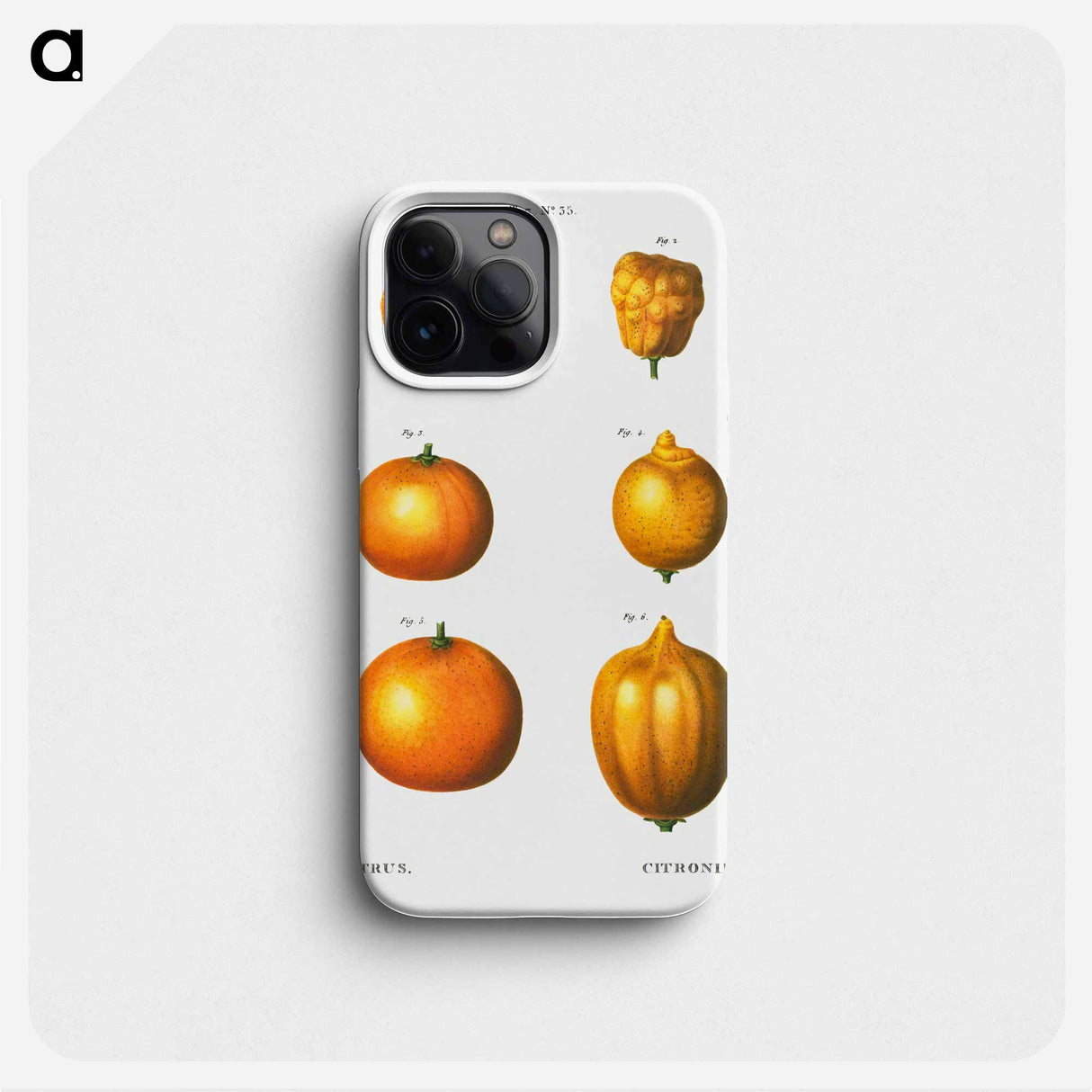 6 types of oranges - ピエール ジョゼフ ルドゥーテ Phone Case.