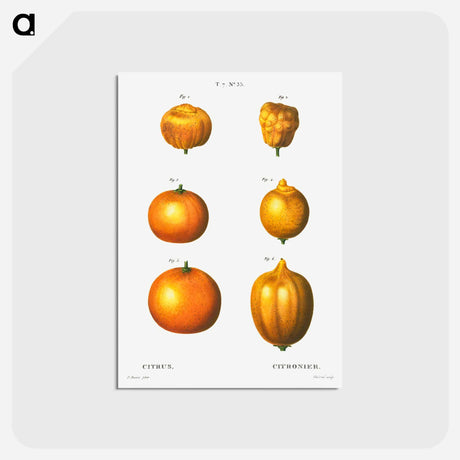 アートポストカード-6 types of oranges - ピエール ジョゼフ ルドゥーテ Postcard.