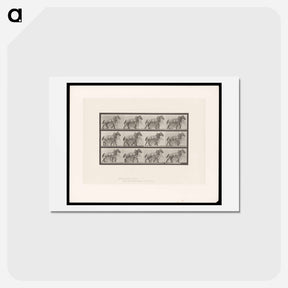 アートポストカード-Horse in Motion
 - エドワード マイブリッジ Postcard.
