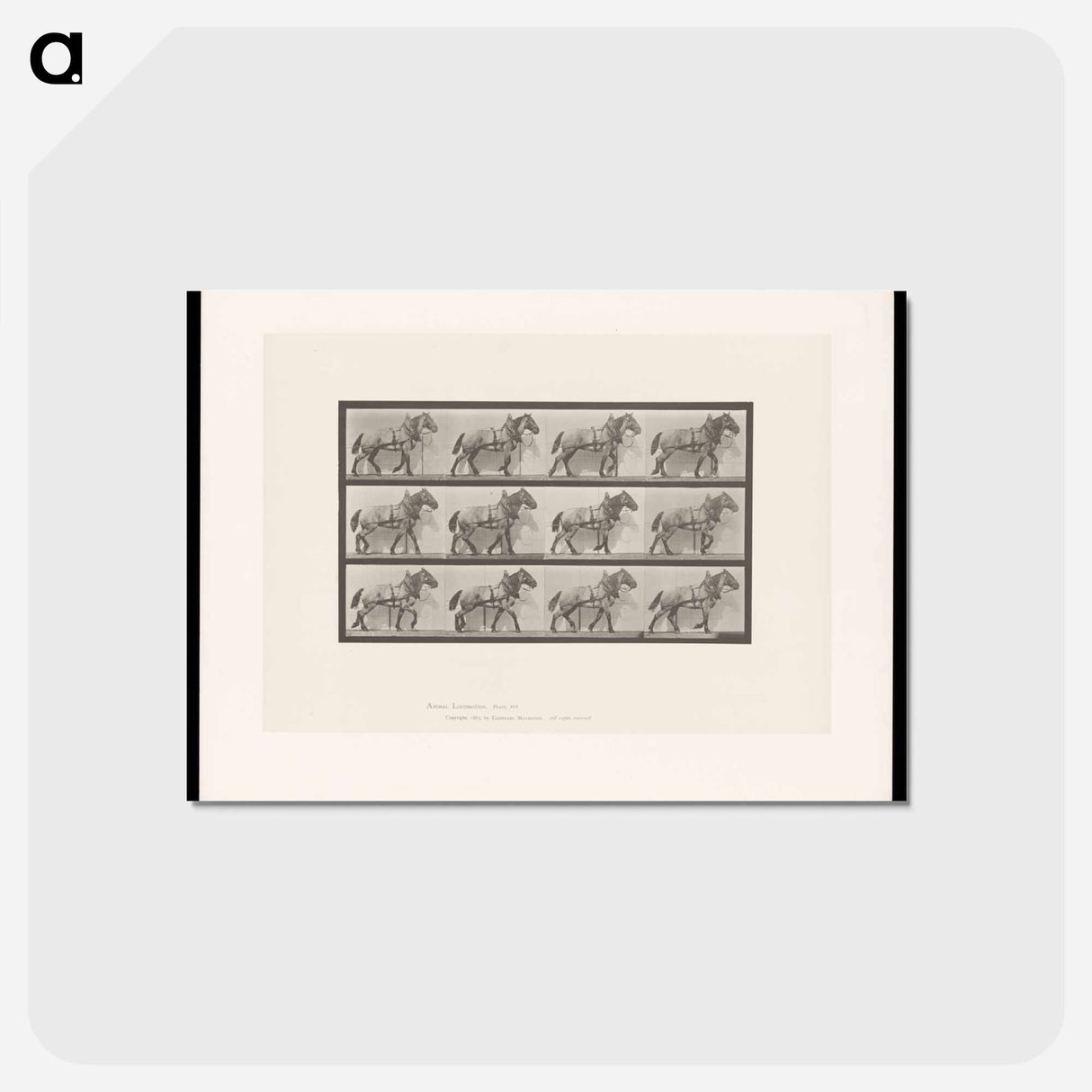 アートポストカード-Horse in Motion
 - エドワード マイブリッジ Postcard.