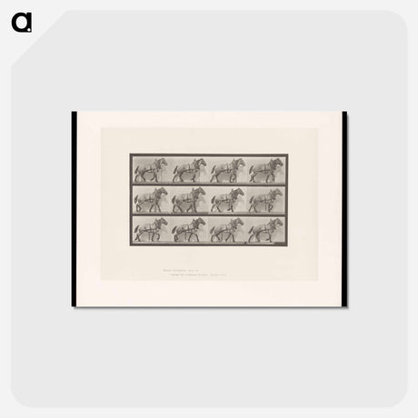 アートポストカード-Horse in Motion
 - エドワード マイブリッジ Postcard.