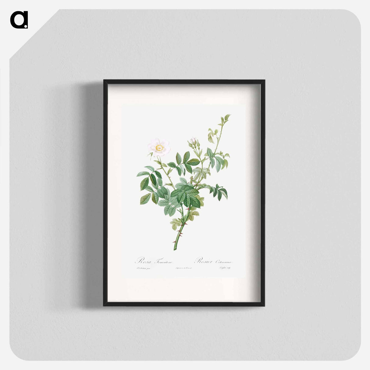 White Downy Rose - Pierre Joseph Redouté Poster.