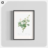 White Downy Rose - Pierre Joseph Redouté Poster.
