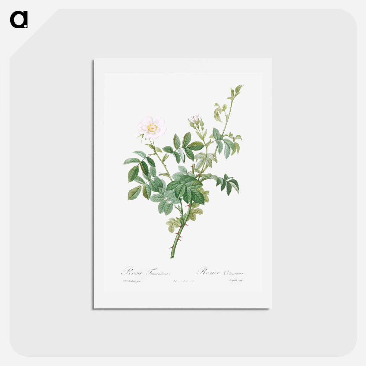 アートポストカード-White Downy Rose - ピエール ジョゼフ ルドゥーテ Postcard.