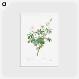 アートポストカード-White Downy Rose - ピエール ジョゼフ ルドゥーテ Postcard.