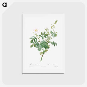 アートポストカード-White Downy Rose - ピエール ジョゼフ ルドゥーテ Postcard.